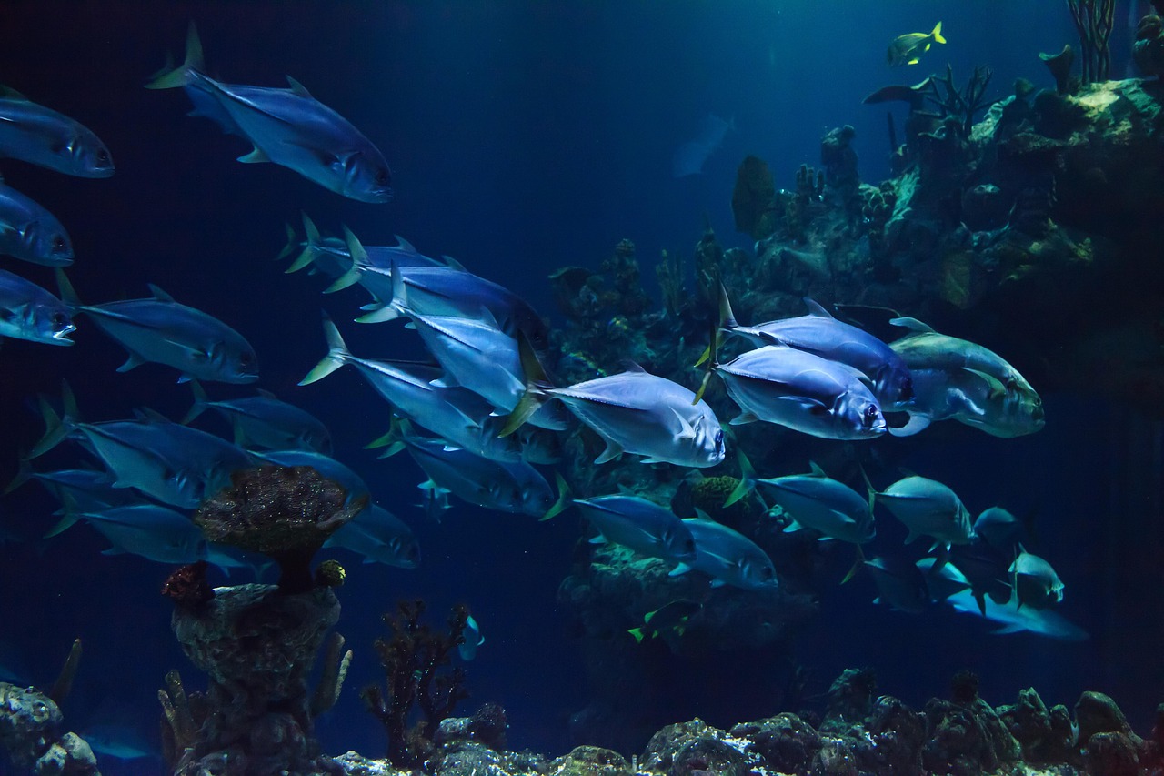 ケアンズ周辺のサンゴ礁と熱帯魚
