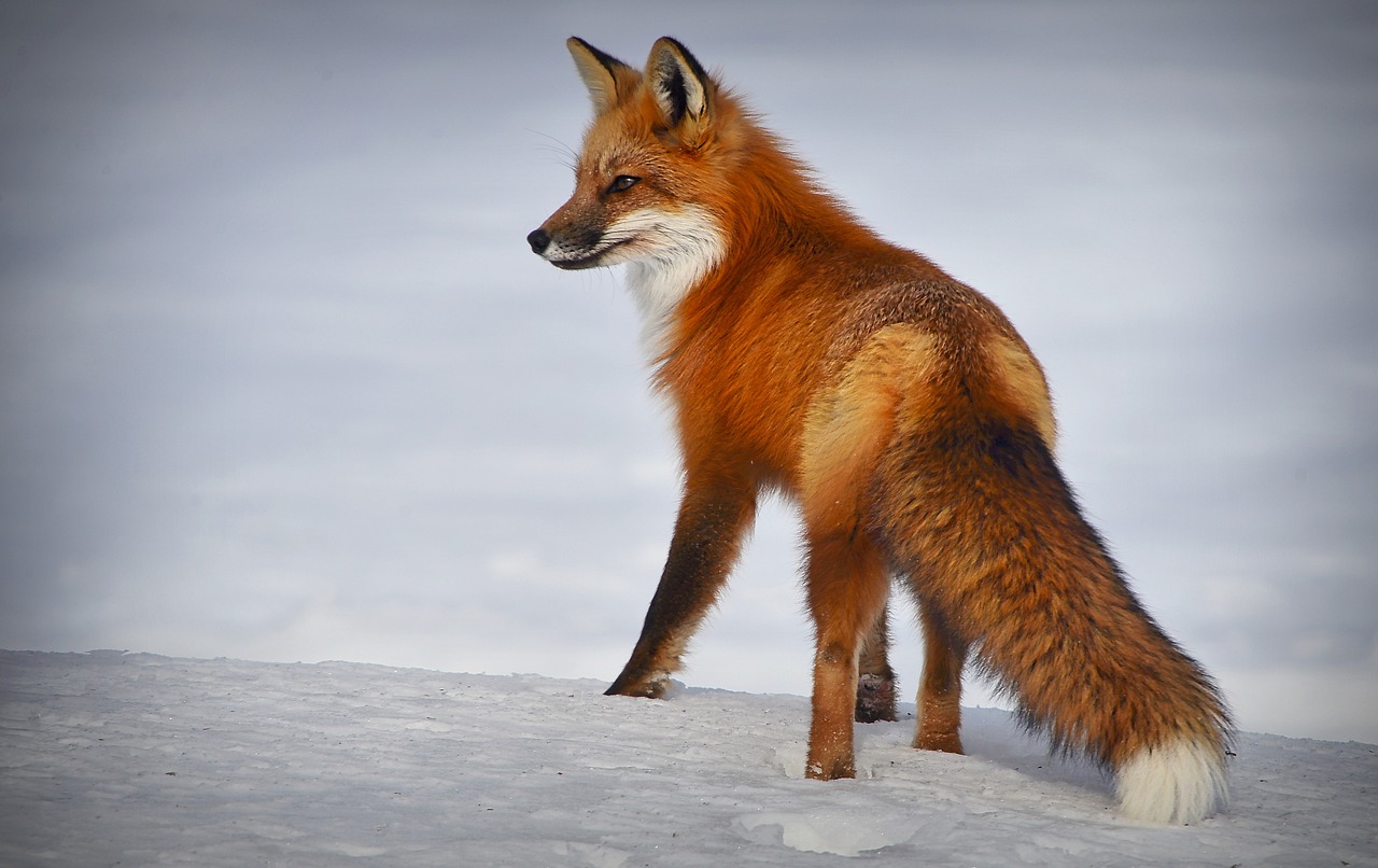 ケベックシティ 観光（Pixabay / AlainAudet）