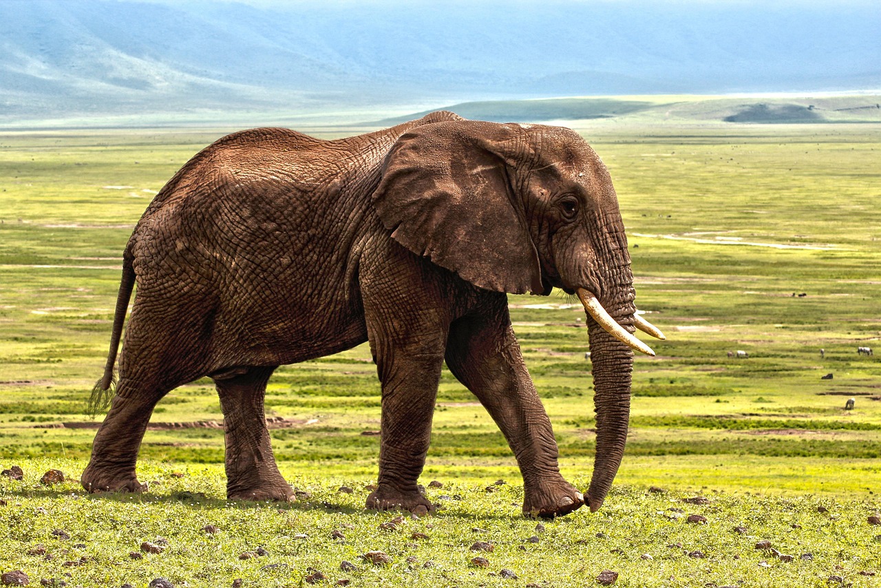 サバンナ 観光（Pixabay / laurentmarx）