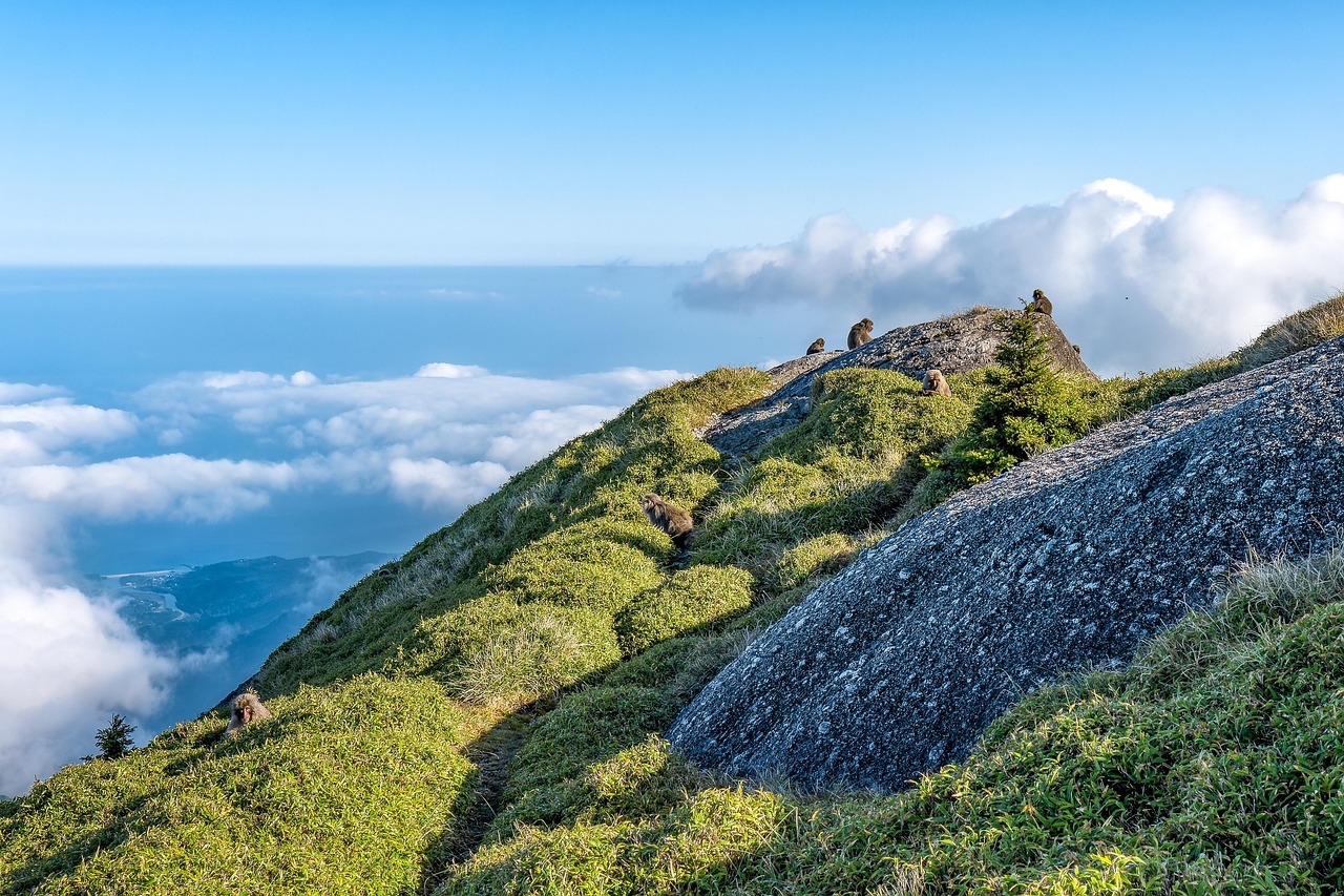 霧に包まれた屋久島の山々