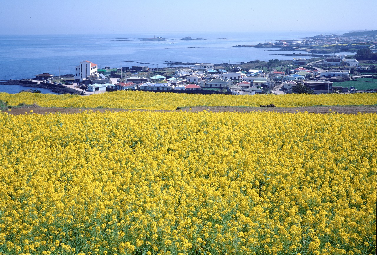 済州島の新鮮な海の幸